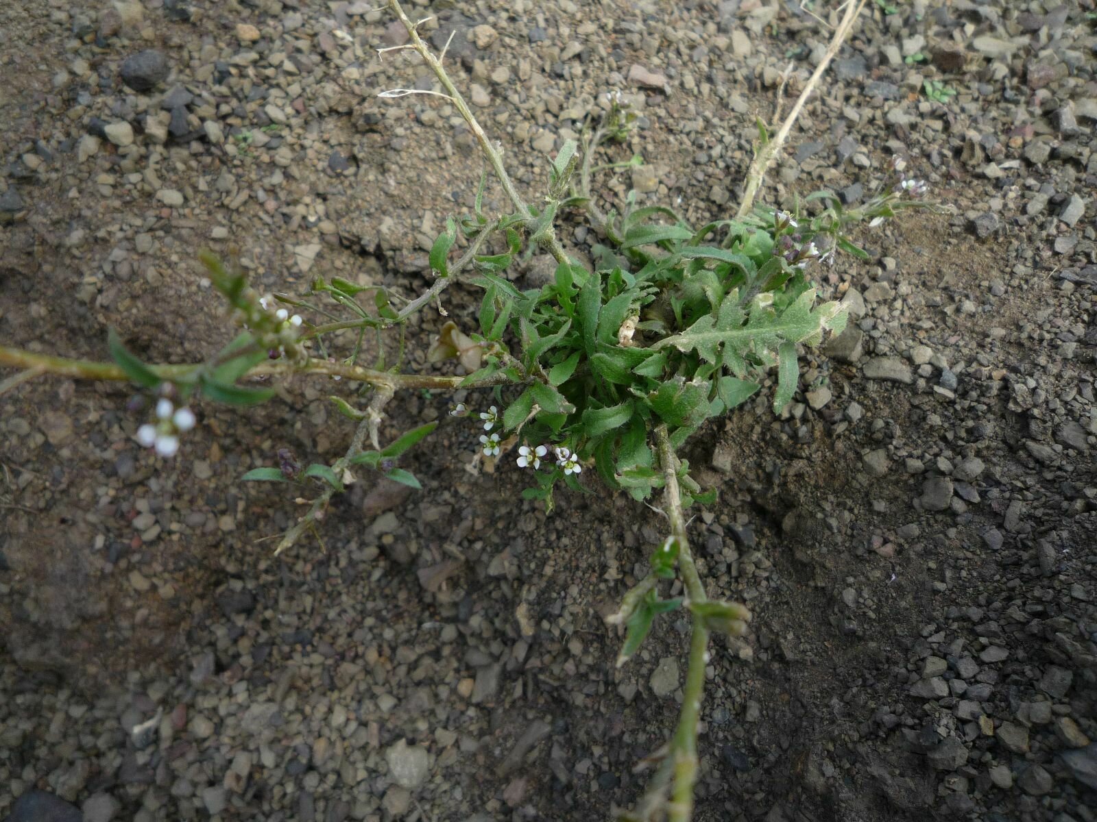 High Resolution Capsella bursa-pastoris Plant